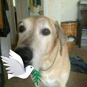 Meet your Posher, Jonnetta